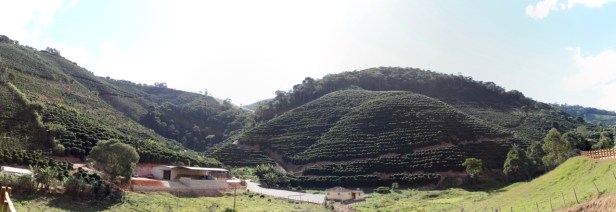 coffee plantation